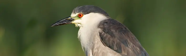 Black-crowned night heron. The only heron in Europe where the adult bird has red eyes. The beak is strong and relatively short for a heron.