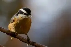 Red-breasted nuthatch
