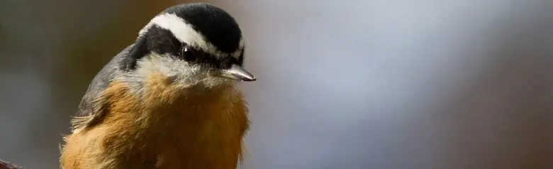 Red-breasted nuthatch