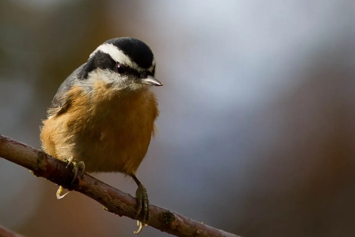 Red-breasted nuthatch