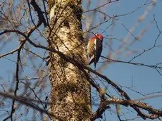 Red-breasted sapsucker