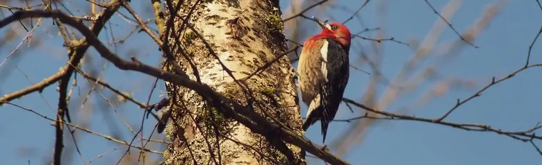 Red-breasted sapsucker