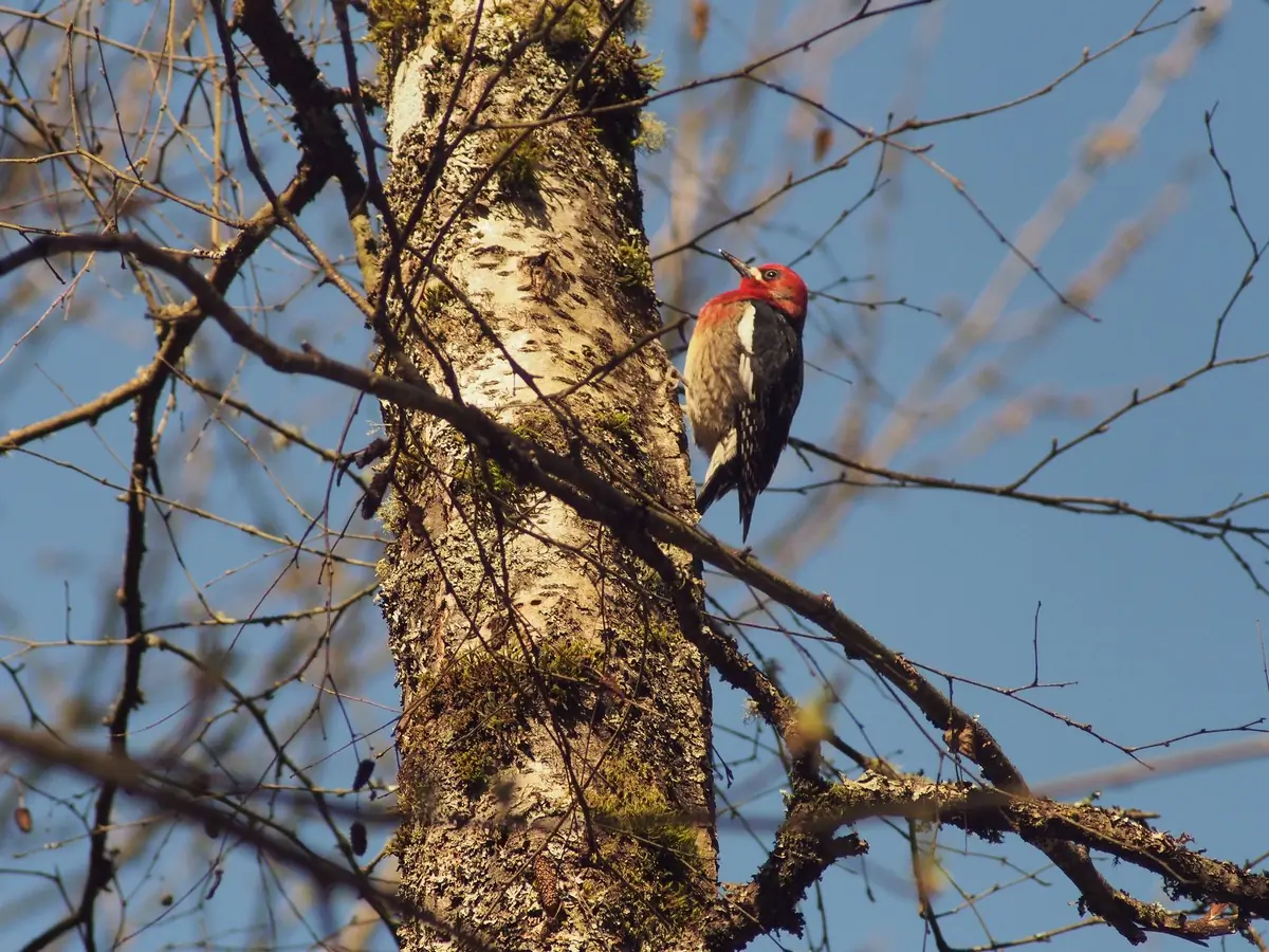 Red-breasted sapsucker