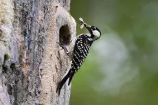 Red-cockaded woodpecker