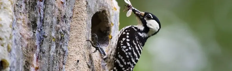 Red-cockaded woodpecker