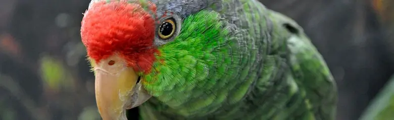 Red-crowned parrot