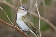 Red-eyed vireo