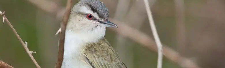 Red-eyed vireo