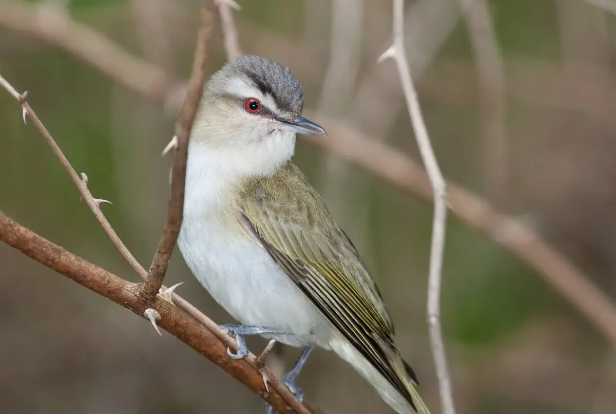 Red-eyed vireo