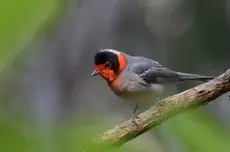 Red-faced warbler