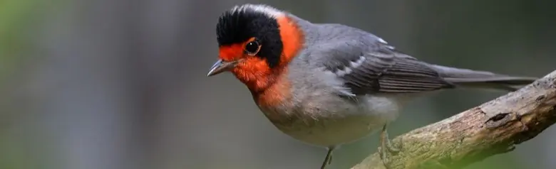 Red-faced warbler
