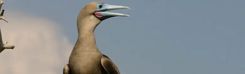 Red-footed booby