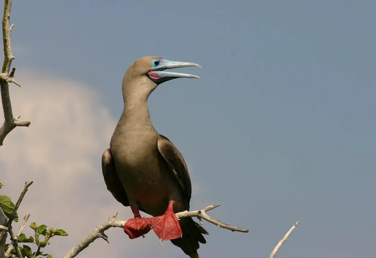 Red-footed booby