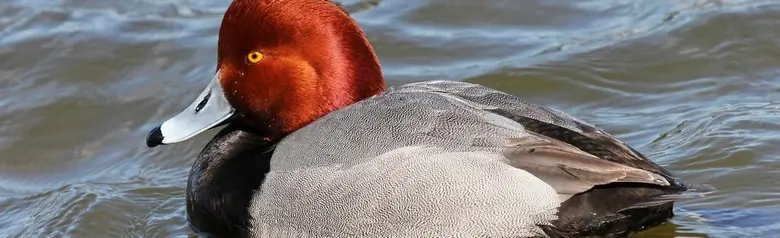 Redhead
