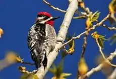 Red-naped sapsucker