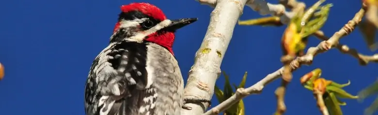 Red-naped sapsucker