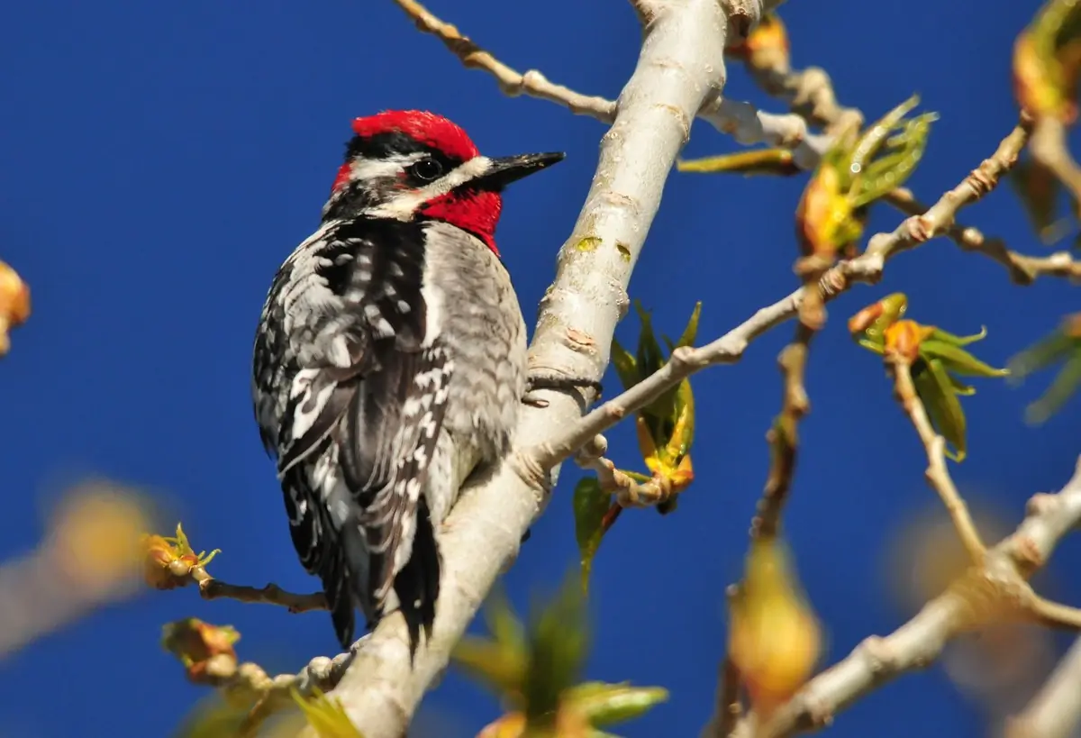 Red-naped sapsucker