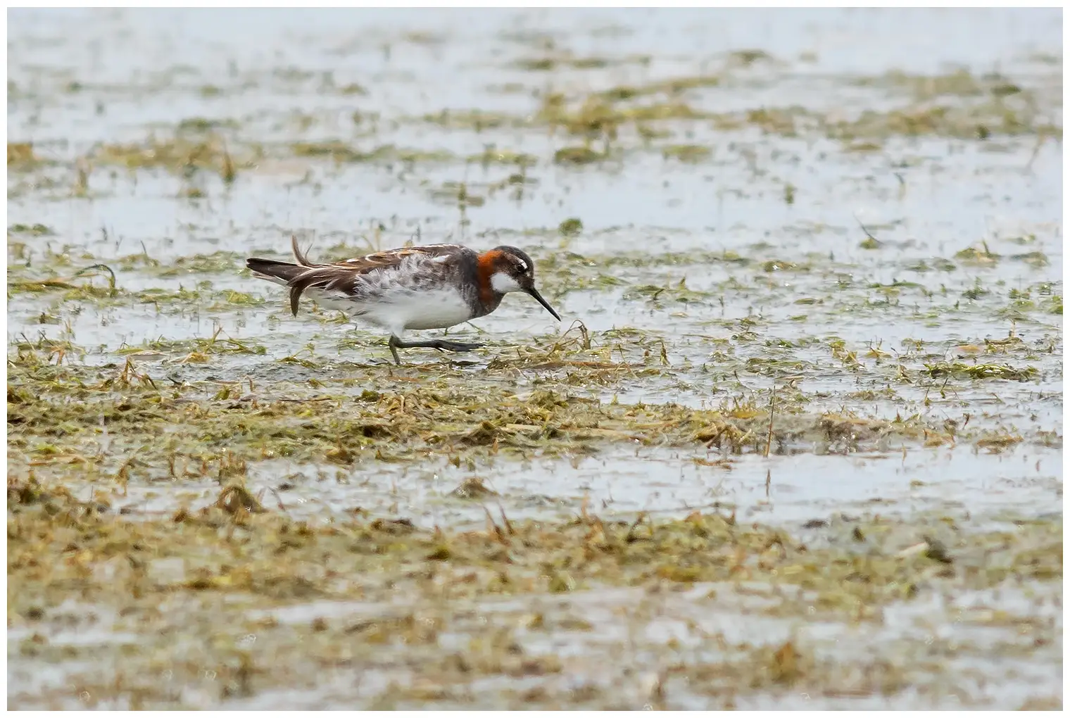 Red-necked phalarope