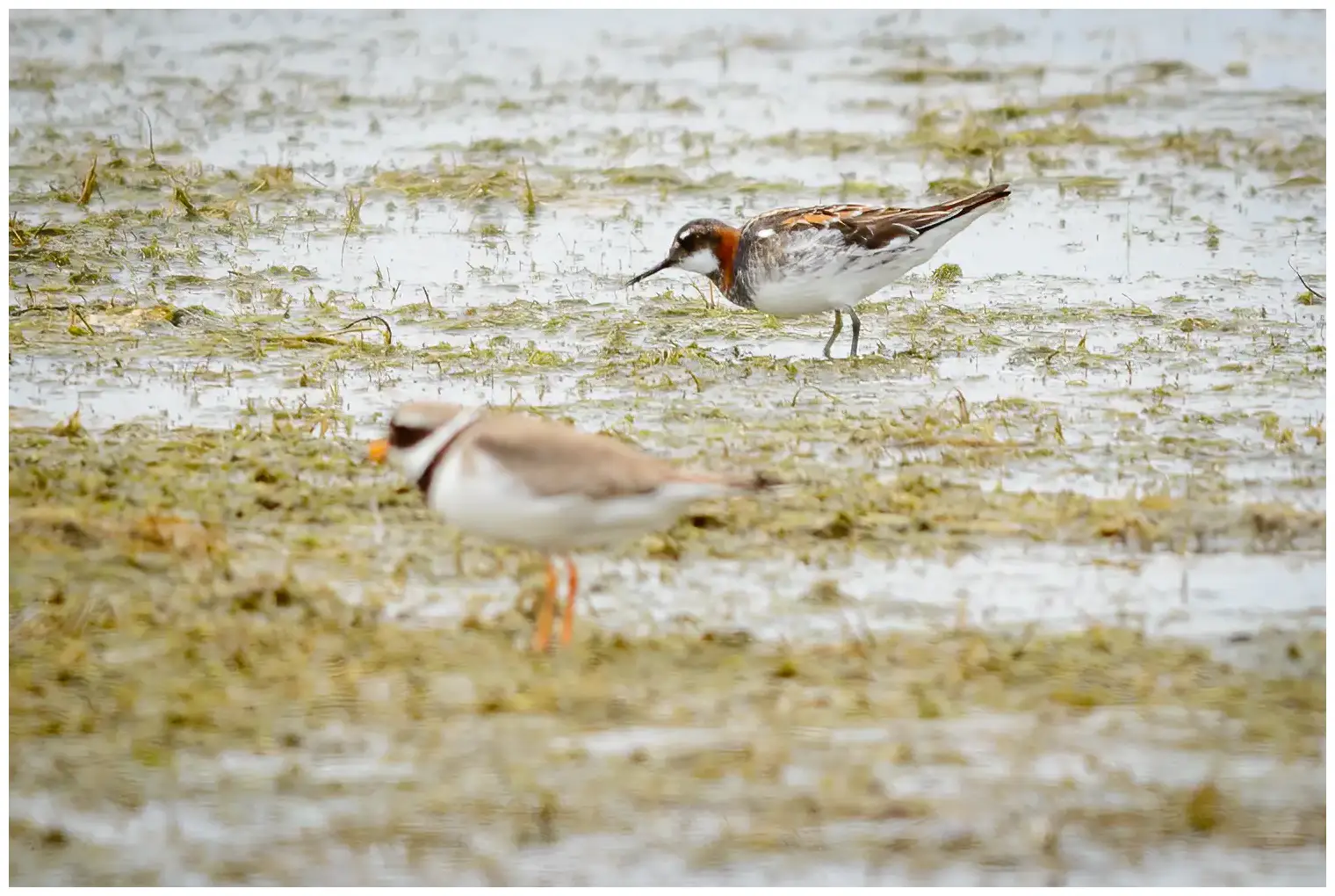 Red-necked phalarope