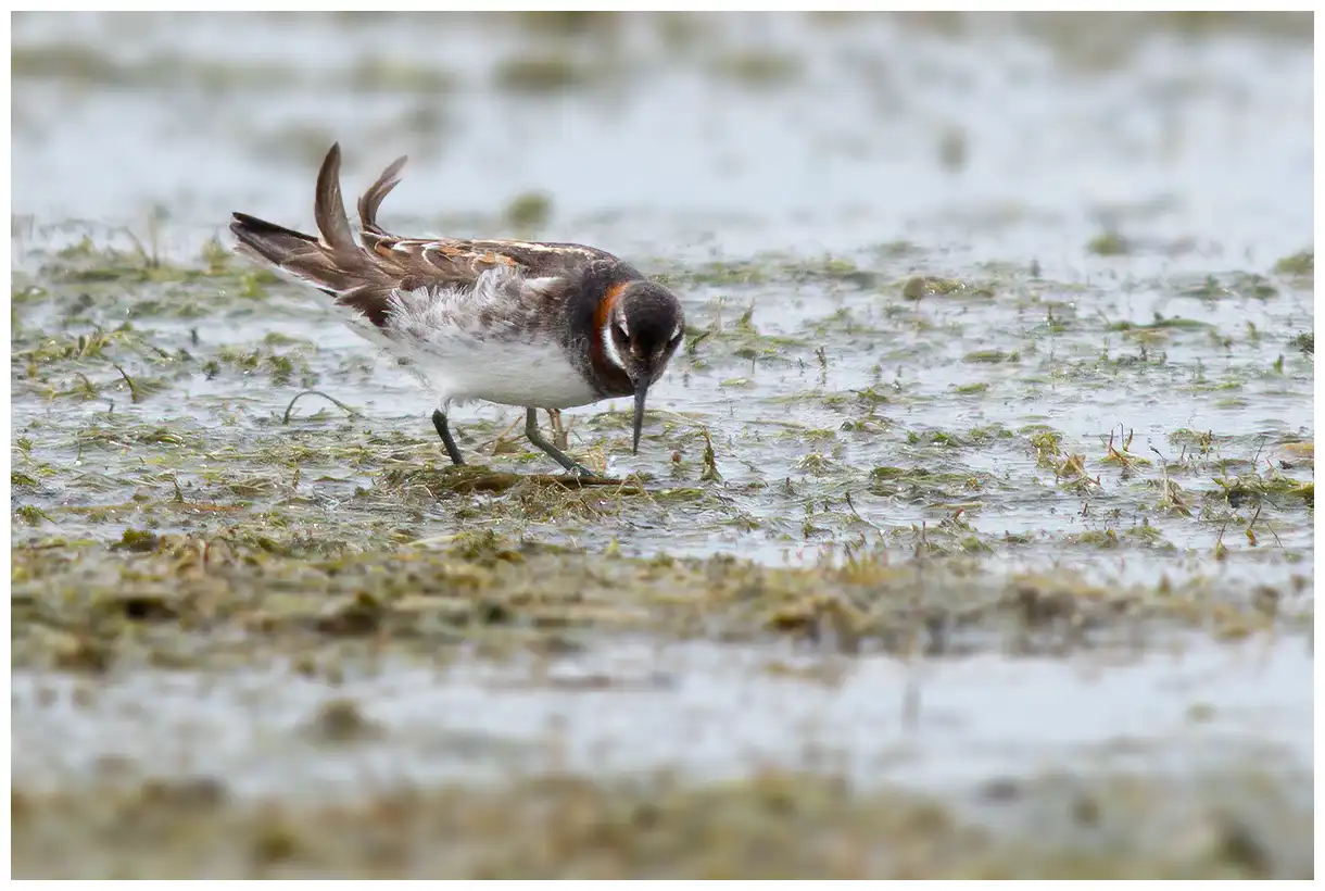 Red-necked phalarope