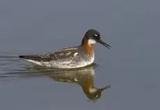 Red-necked phalarope