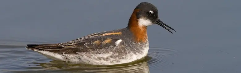 Red-necked phalarope