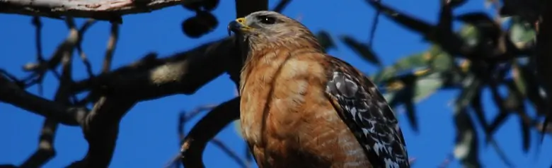 Red-shouldered hawk
