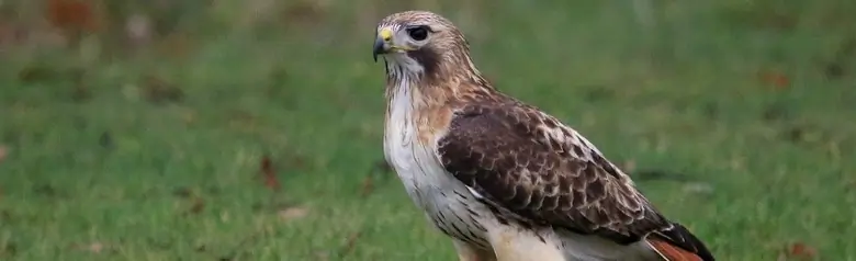 Red-tailed hawk