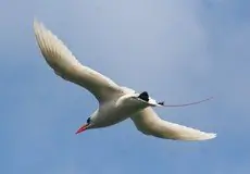 Red-tailed tropicbird