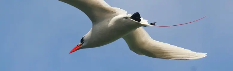 Red-tailed tropicbird