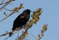 Red-winged blackbird