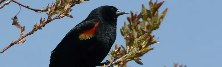 Red-winged blackbird