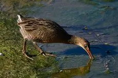 Ridgway's rail