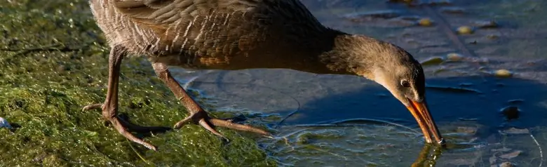 Ridgway's rail