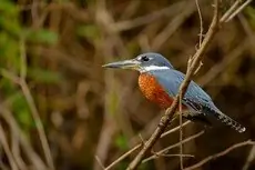 Ringed kingfisher