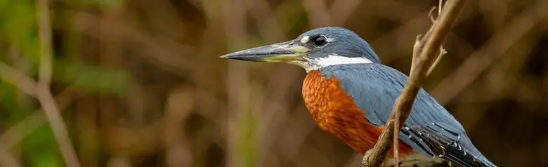 Ringed kingfisher