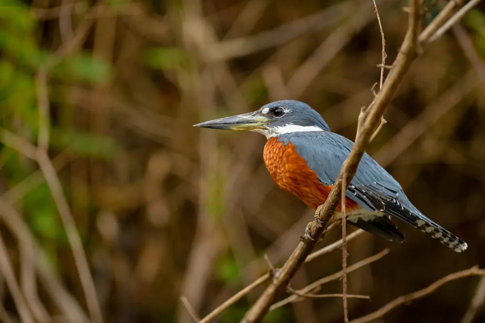 Ringed kingfisher