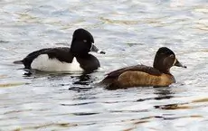Ring-necked duck