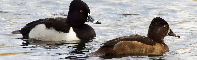 Ring-necked duck