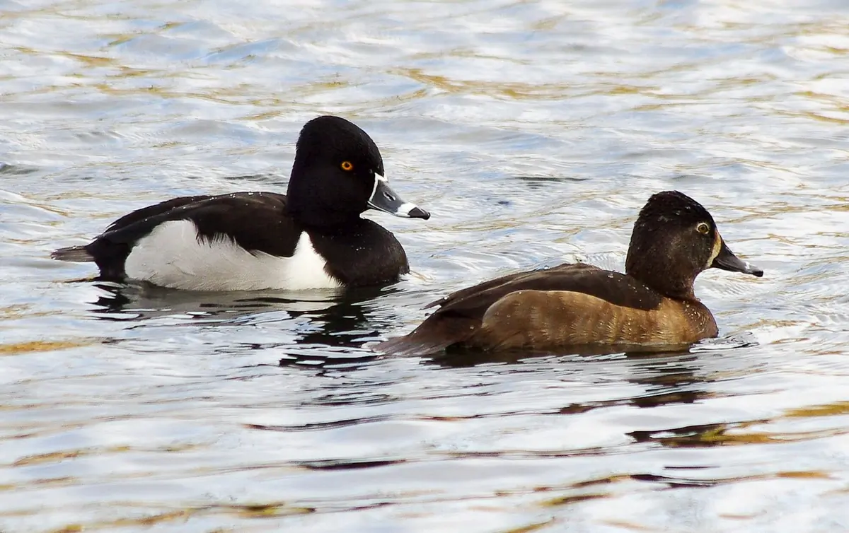 Ring-necked duck