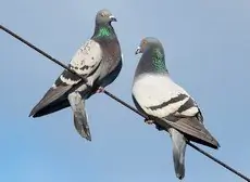 Rock dove