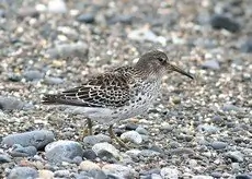 Rock sandpiper