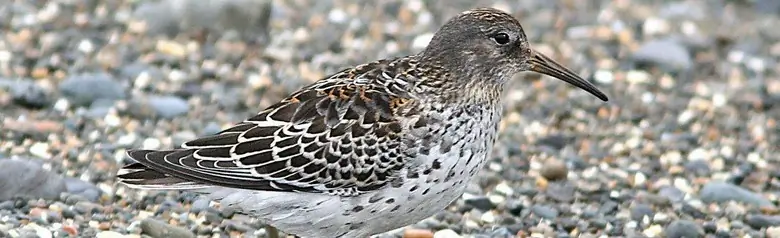 Rock sandpiper