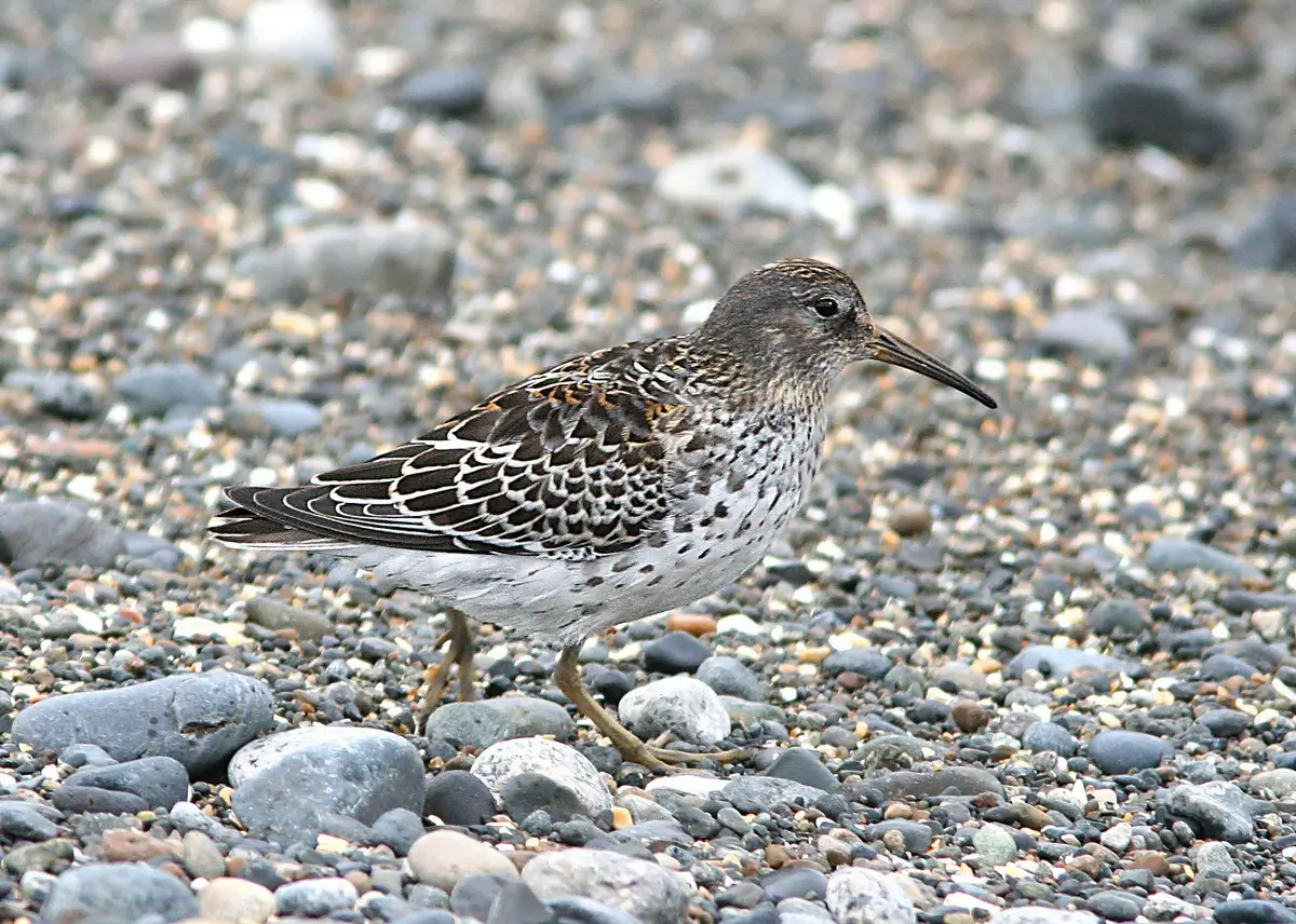 Rock sandpiper