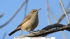 Rock wren
