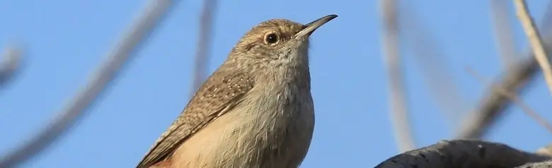Rock wren