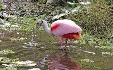 Roseate spoonbill