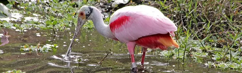 Roseate spoonbill