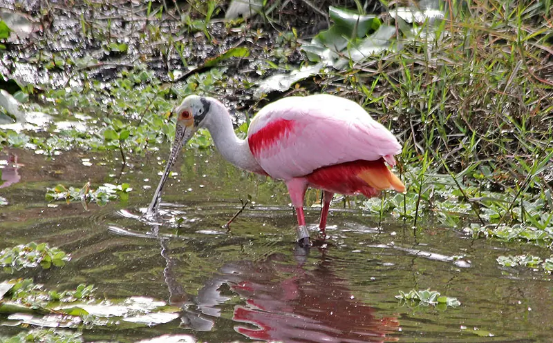 Roseate spoonbill