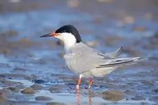Roseate tern